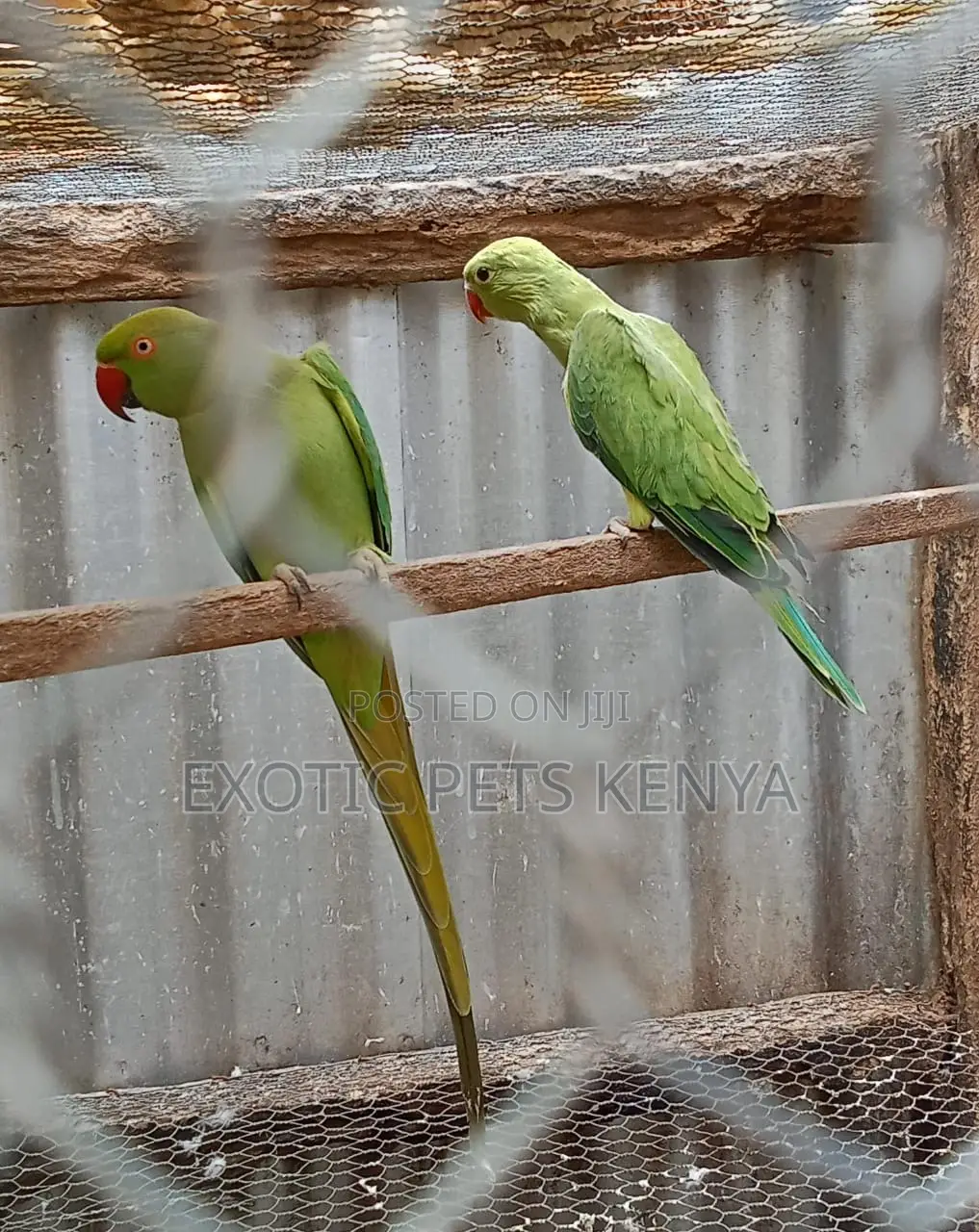 Baby Green Ringneck