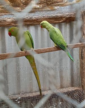 Baby Green Ringneck - thumbnail 2