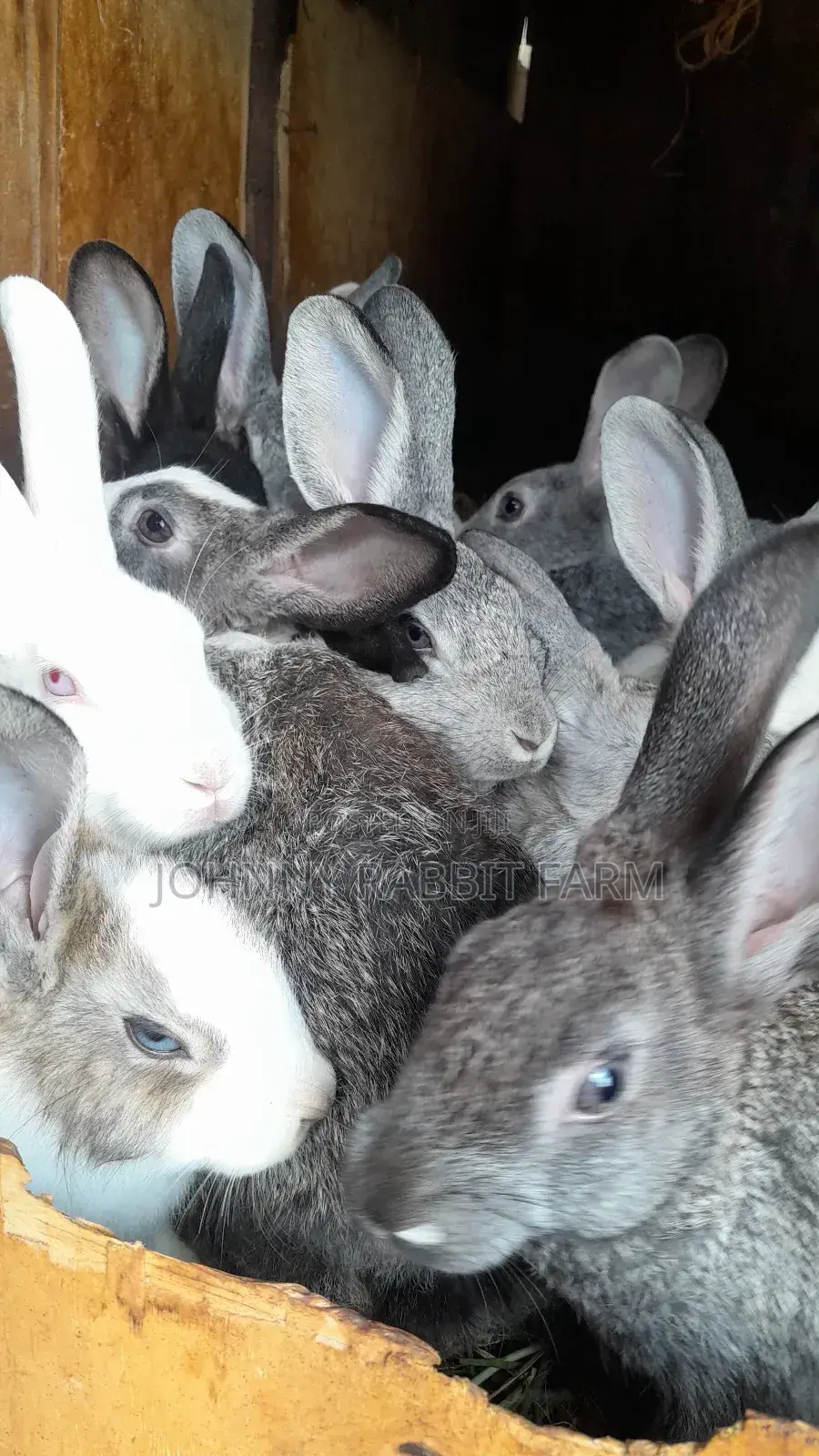 Hybrid and Rabbit Breeders