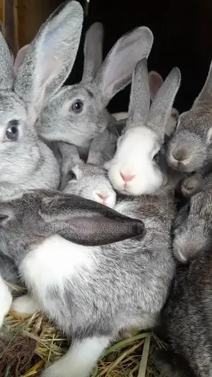 Hybrid and Rabbit Breeders