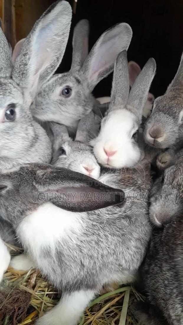 Hybrid and Rabbit Breeders - thumbnail 3