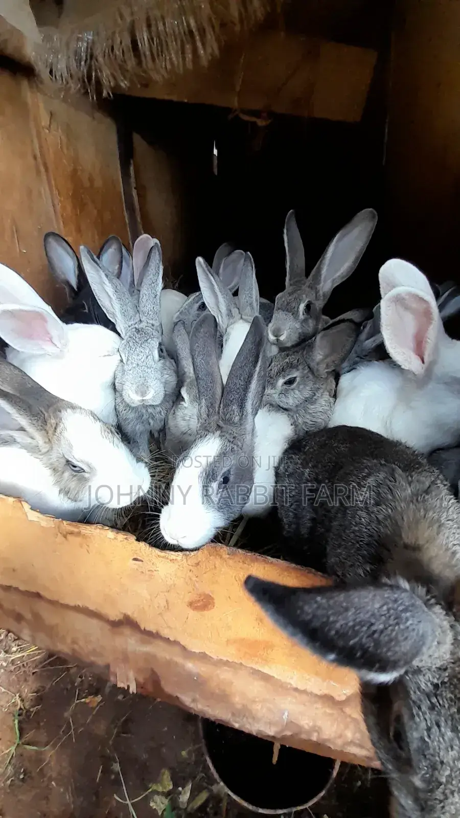 Hybrid and Rabbit Breeders