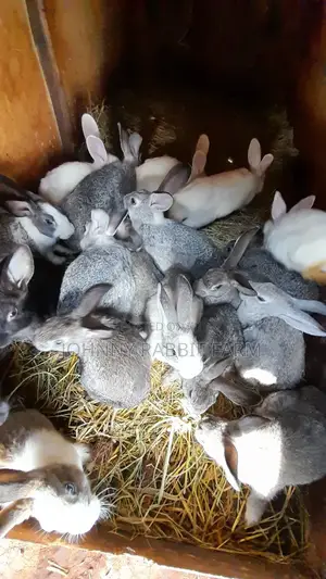 Hybrid and Rabbit Breeders