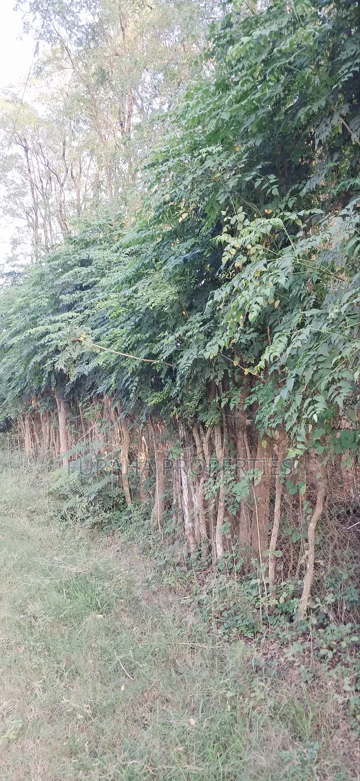 For Sale Quater Acre Plot Kikambala