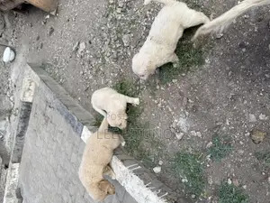 1-3 months Male Purebred Golden Retriever