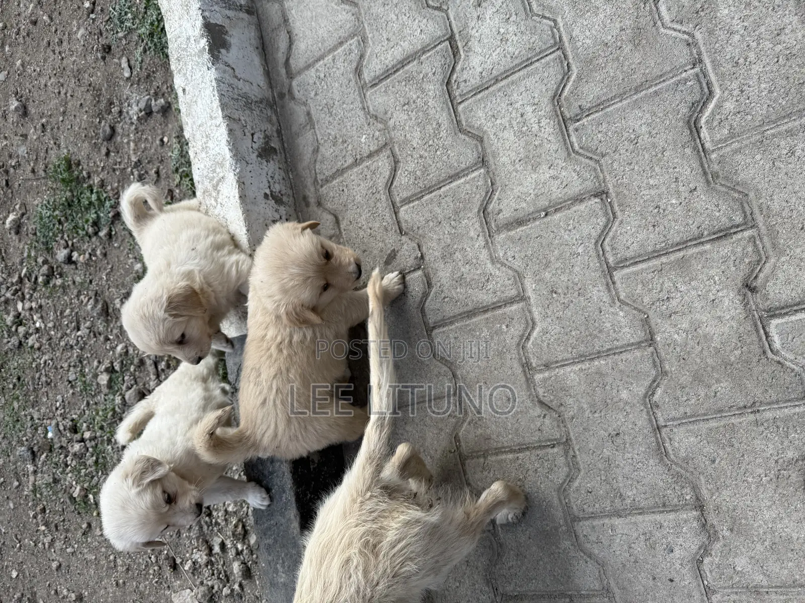1-3 months Male Purebred Golden Retriever