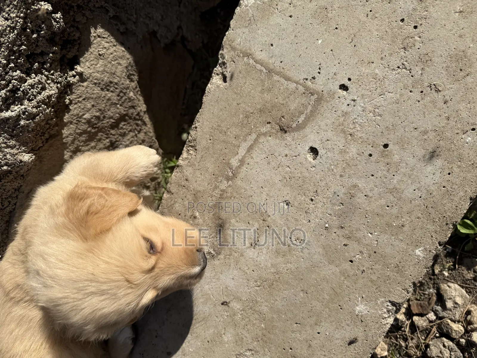 1-3 months Male Purebred Golden Retriever
