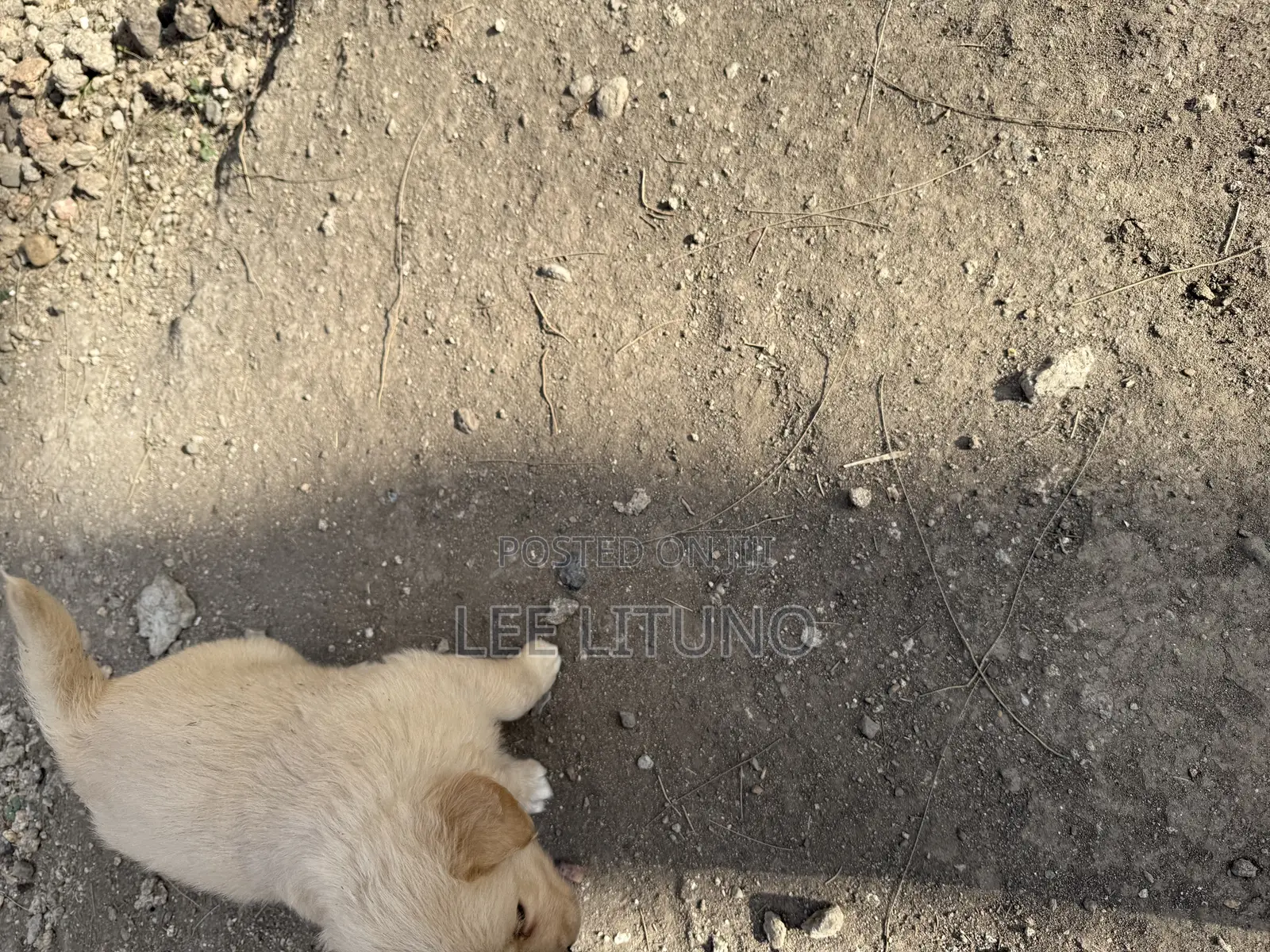 1-3 months Male Purebred Golden Retriever