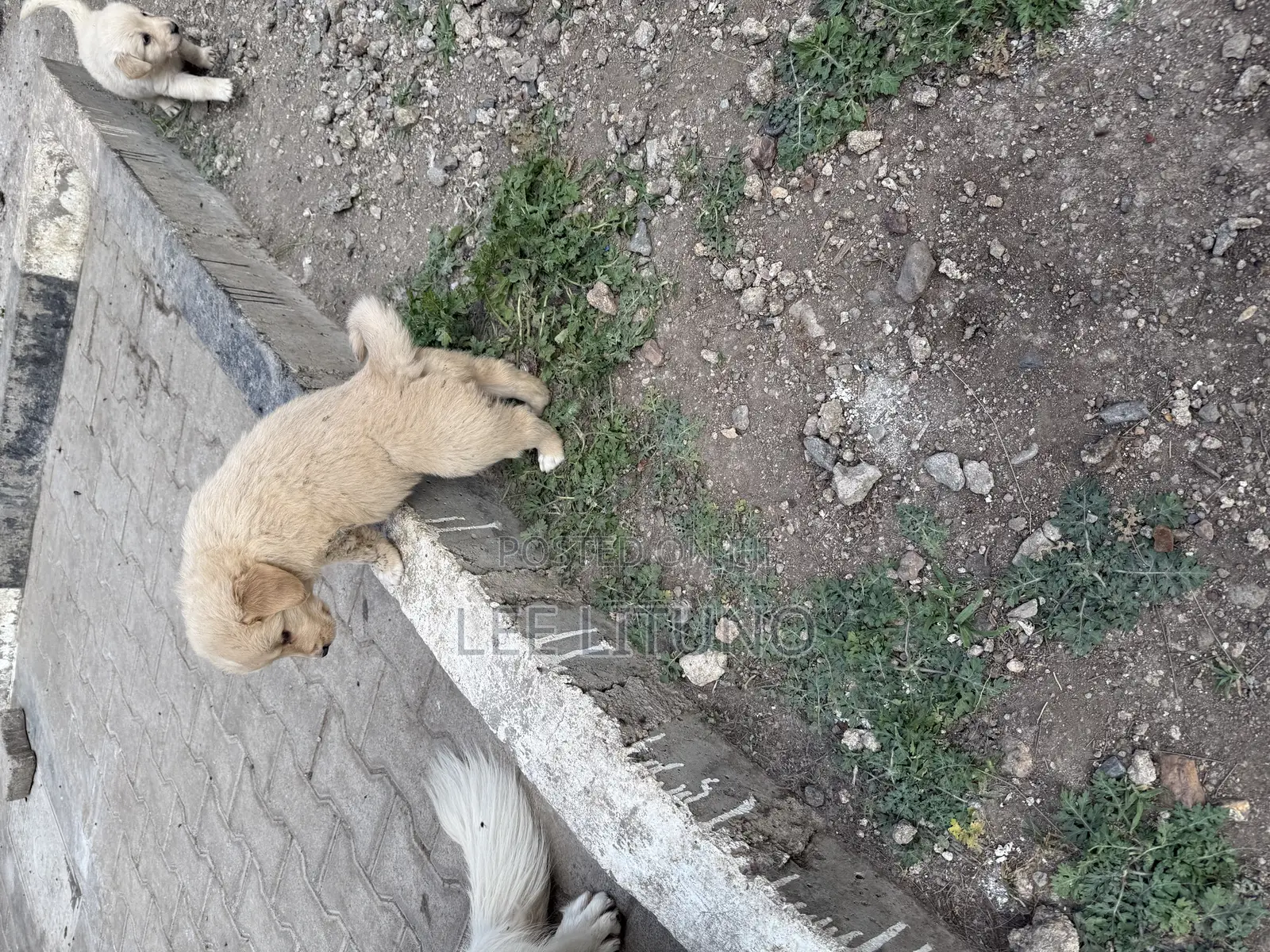1-3 months Male Purebred Golden Retriever