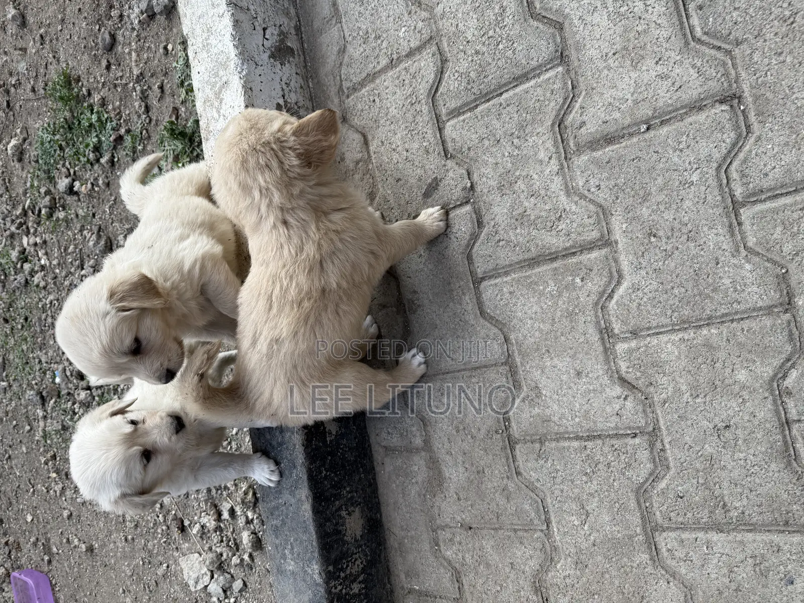 1-3 months Male Purebred Golden Retriever