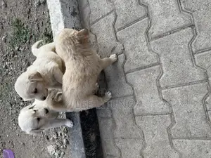 1-3 months Male Purebred Golden Retriever