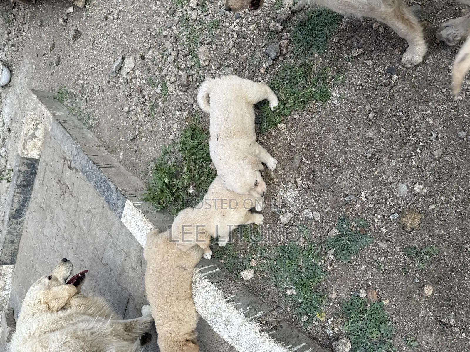 1-3 months Male Purebred Golden Retriever