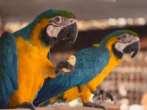 Macaws for Sale in Kenya