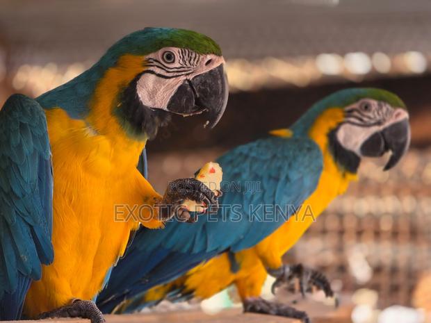 Macaws for Sale in Kenya - main view