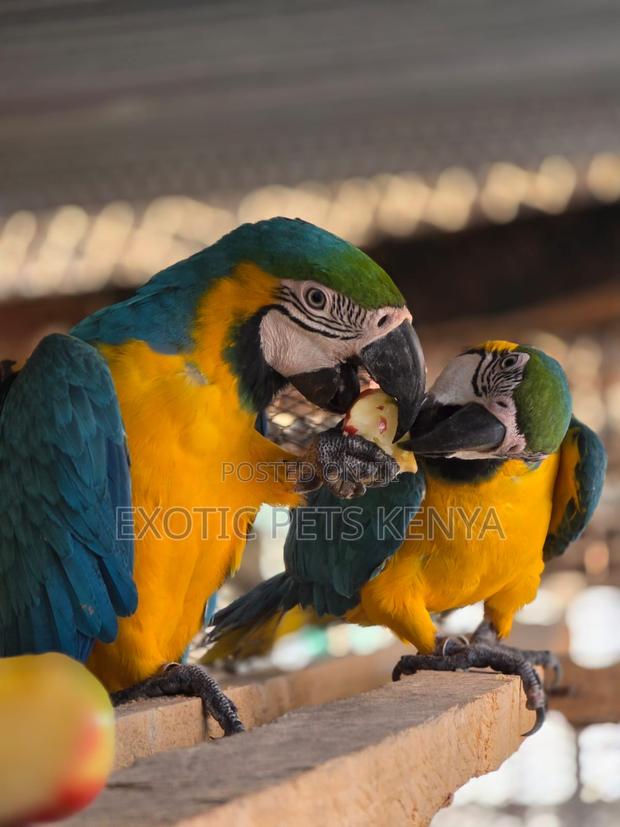 Macaws for Sale in Kenya - thumbnail 3