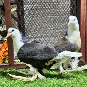 Upcoming Lahore Shiraz Jumbo Pair - thumbnail 2