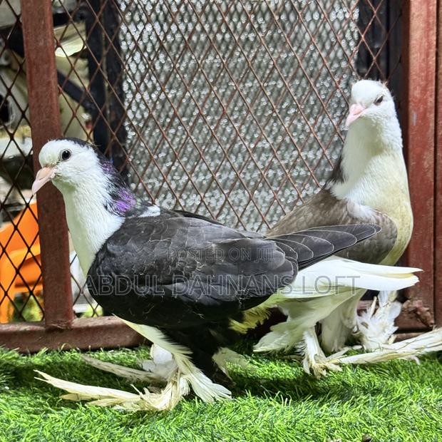 Upcoming Lahore Shiraz Jumbo Pair
