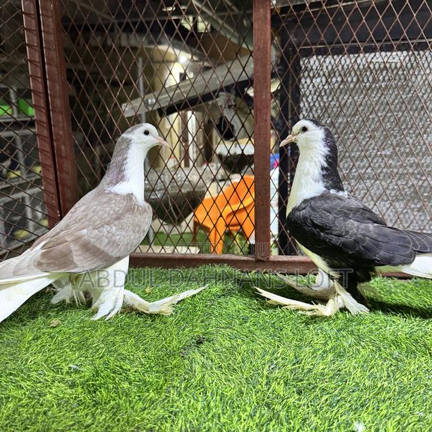 Upcoming Lahore Shiraz Jumbo Pair - thumbnail 5