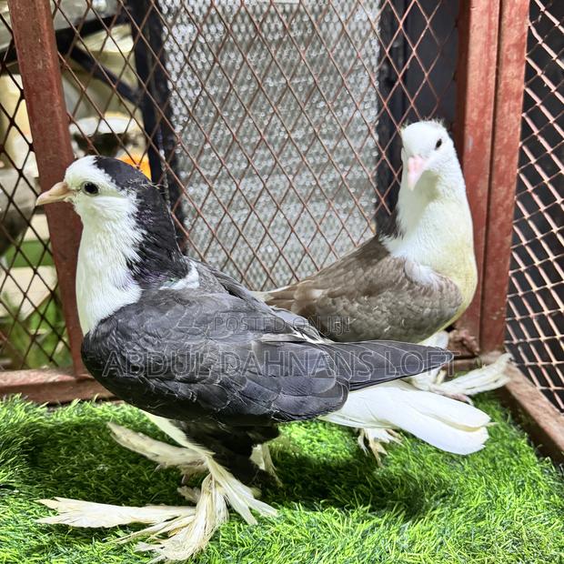 Upcoming Lahore Shiraz Jumbo Pair - thumbnail 6