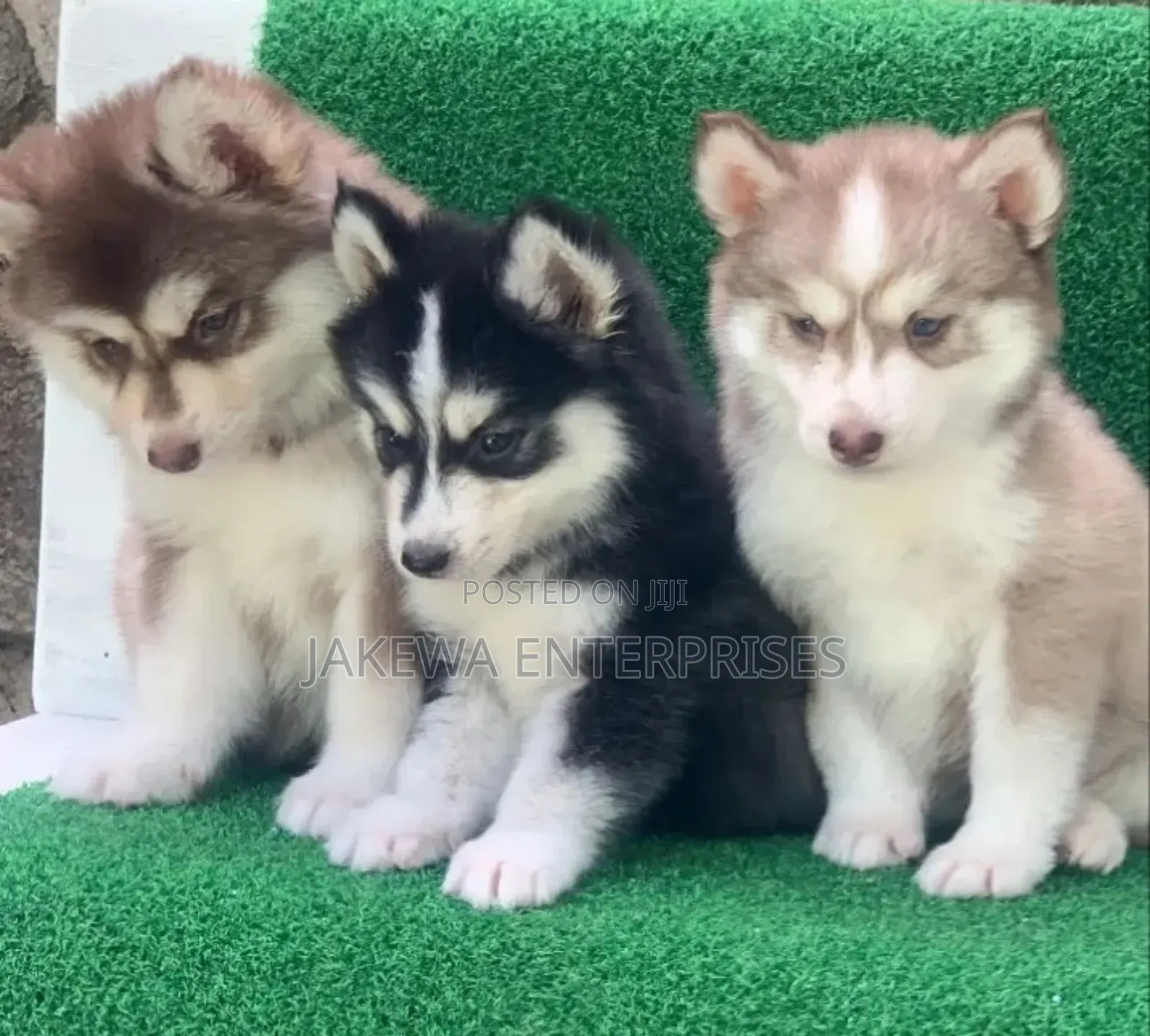 1-3 months Female Purebred Siberian Husky
