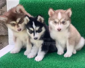 1-3 months Male Purebred Siberian Husky - main view