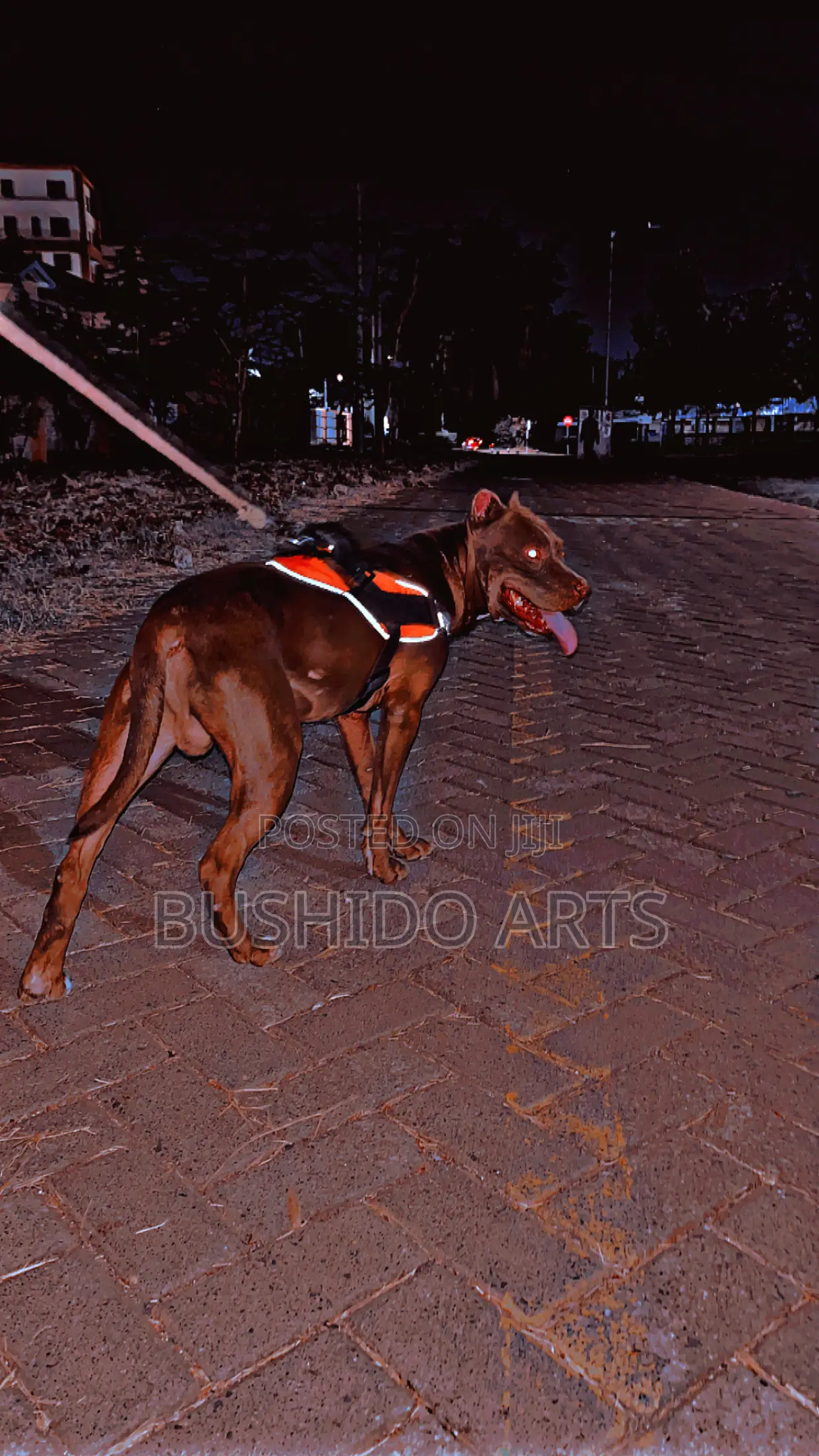 1+ year Male Purebred American Pit Bull Terrier