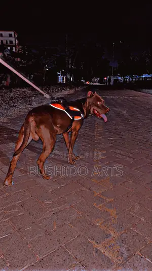 1+ year Male Purebred American Pit Bull Terrier