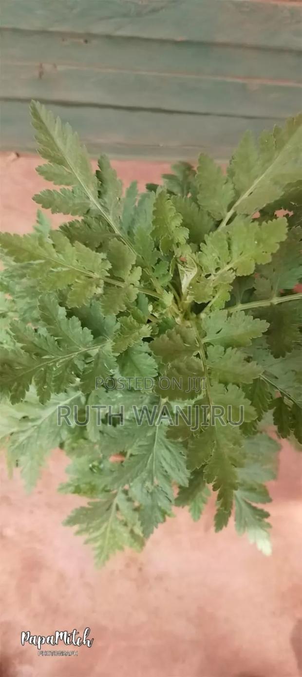 Herbs/ Fruits - thumbnail 5