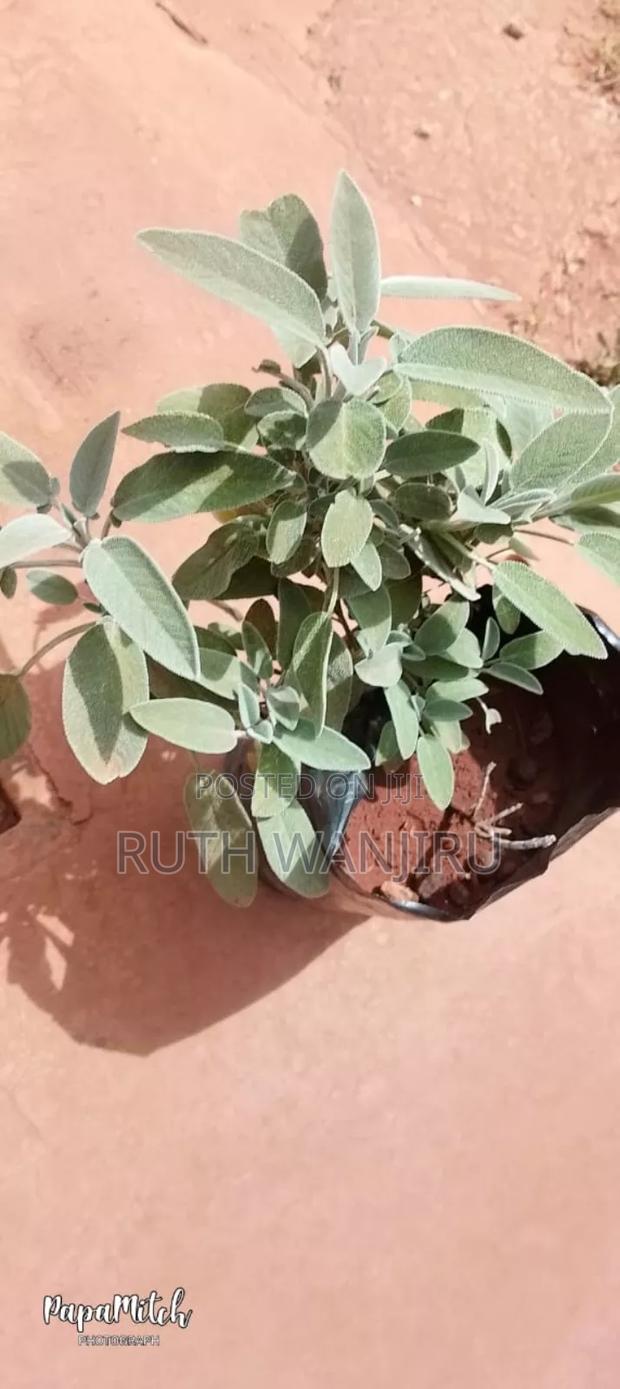 Herbs/ Fruits - thumbnail 4