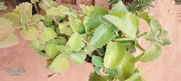 Herbs/ Fruits - thumbnail 7