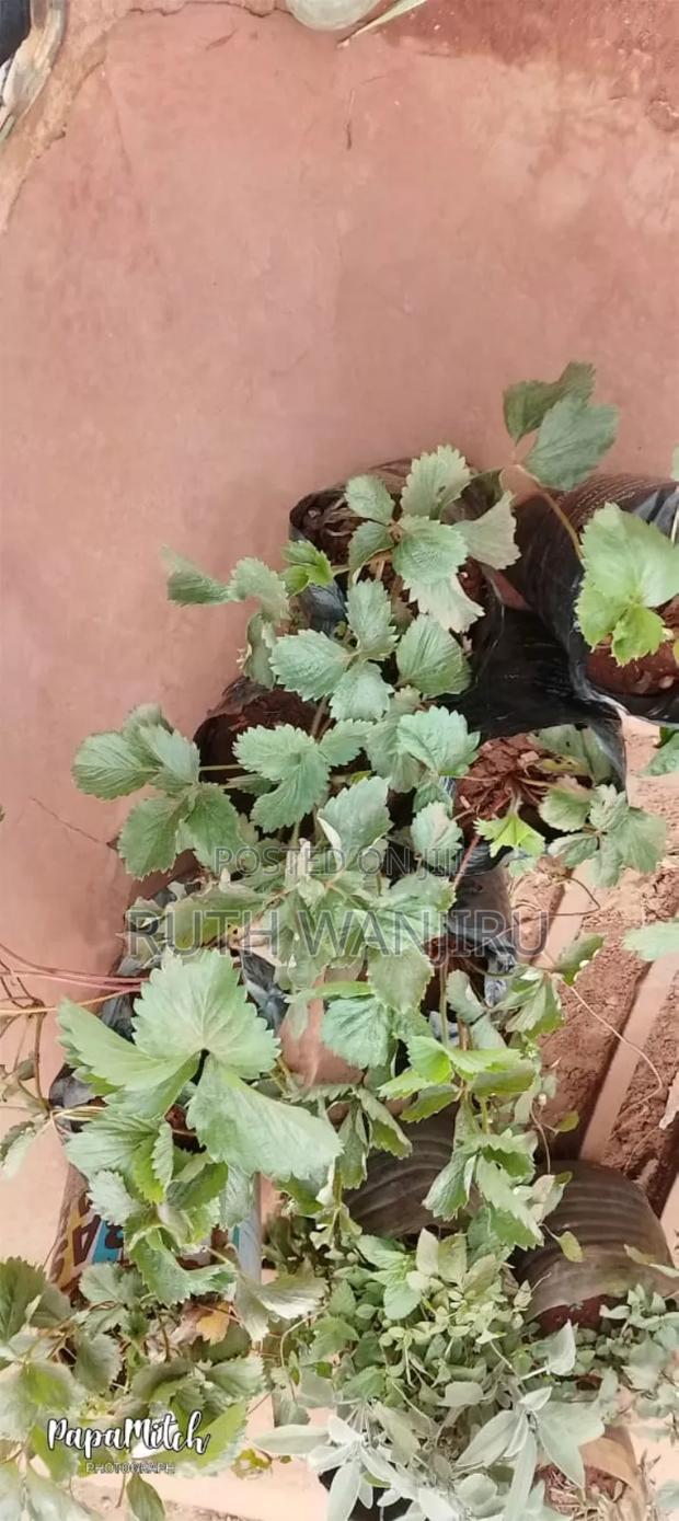 Herbs/ Fruits - thumbnail 8