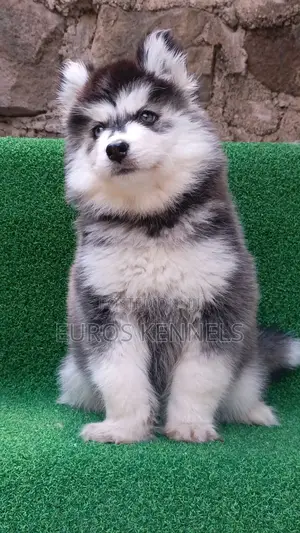 1-3 months Female Purebred Siberian Husky