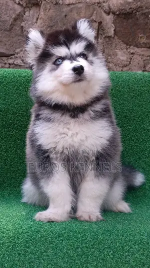 1-3 months Female Purebred Siberian Husky