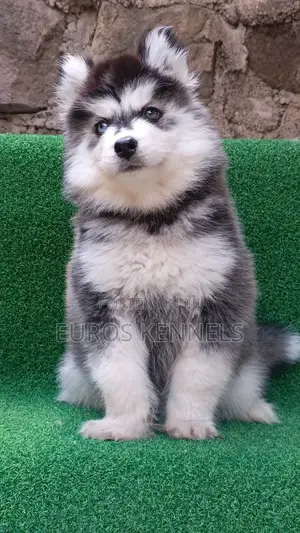 1-3 months Female Purebred Siberian Husky