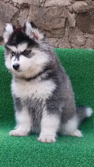 1-3 months Female Purebred Siberian Husky