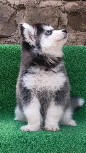 1-3 months Female Purebred Siberian Husky
