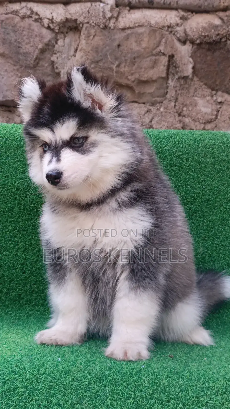 1-3 months Female Purebred Siberian Husky