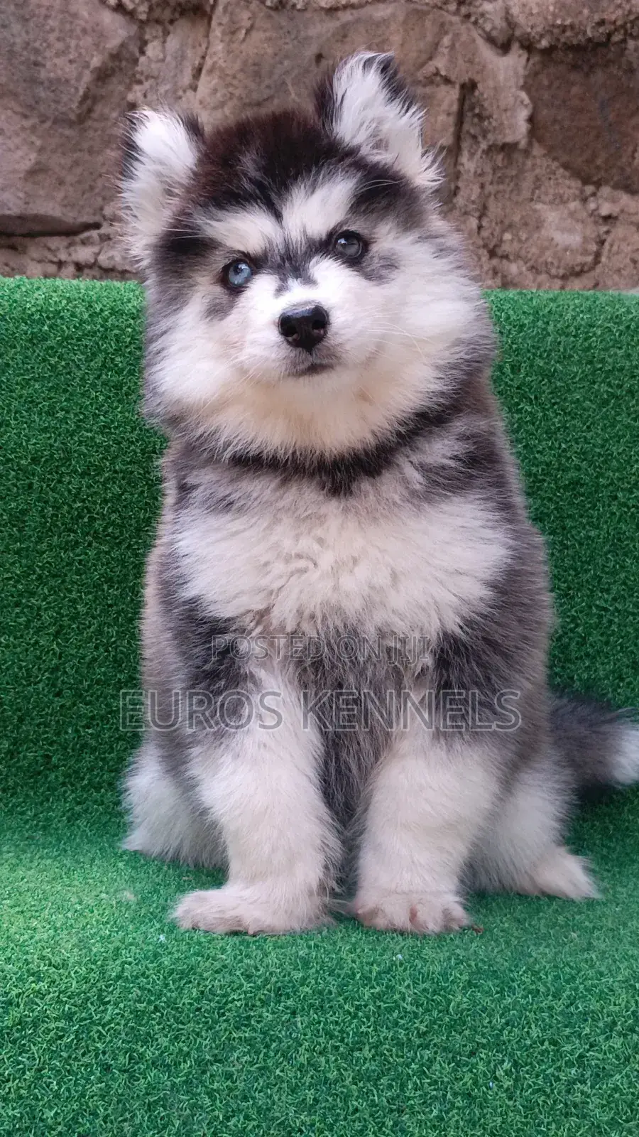 1-3 months Female Purebred Siberian Husky