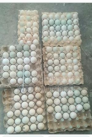 Duck Eggs Jumbopekin, Welsh Hquin, Khaki Campbell L - thumbnail 2