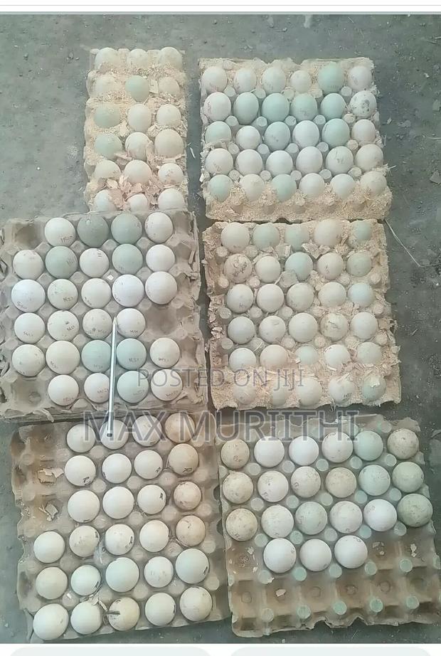 Duck Eggs Jumbopekin, Welsh Hquin, Khaki Campbell L - main view