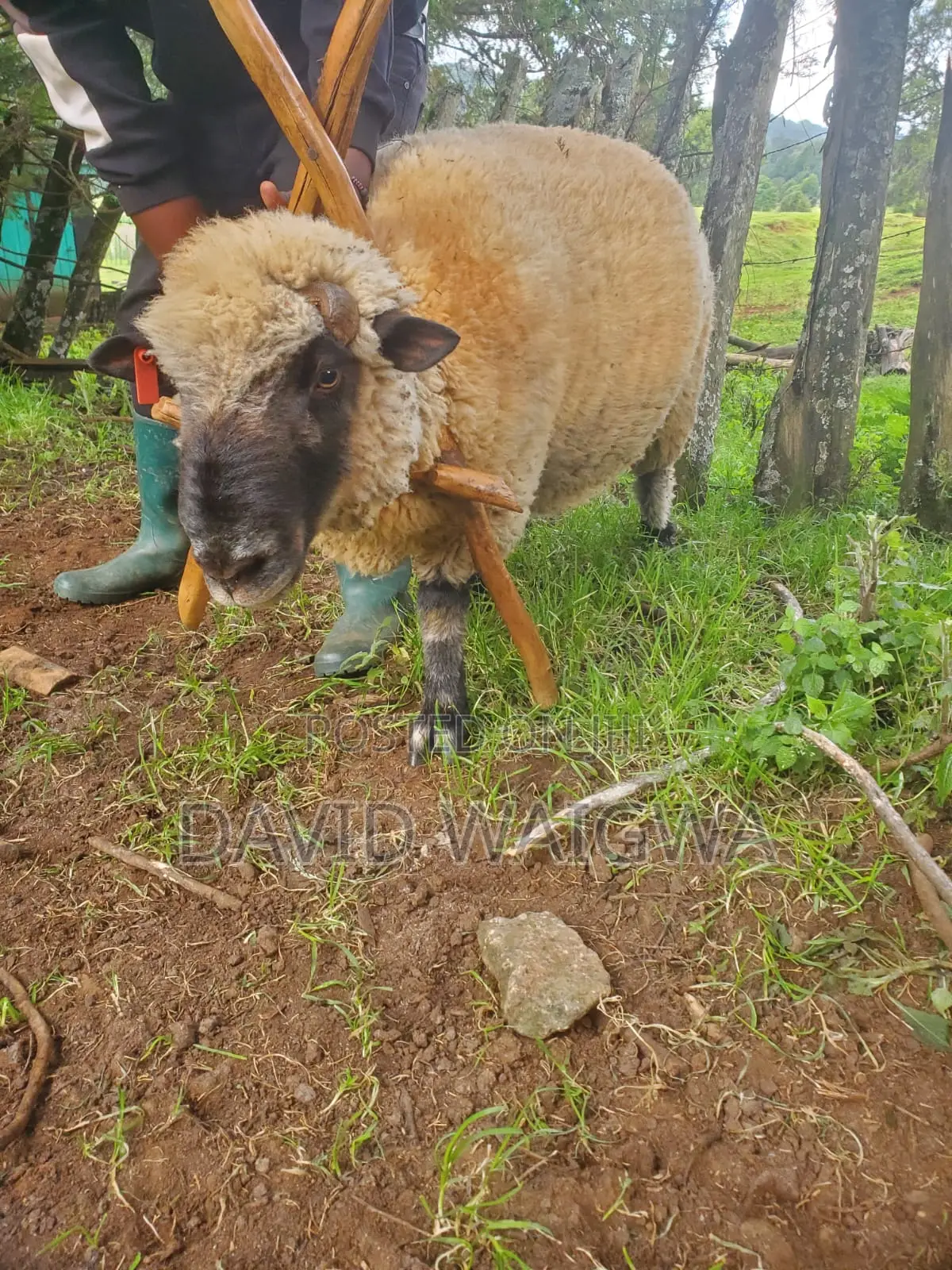 Hampshire Sheep for Breeding