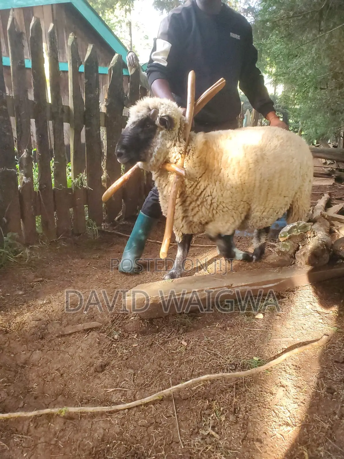 Hampshire Sheep for Breeding