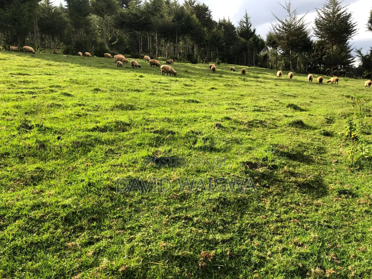 Hampshire Sheep for Breeding
