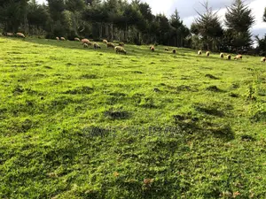 Hampshire Sheep for Breeding