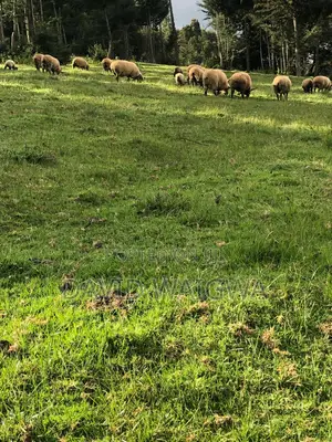 Hampshire Sheep for Breeding