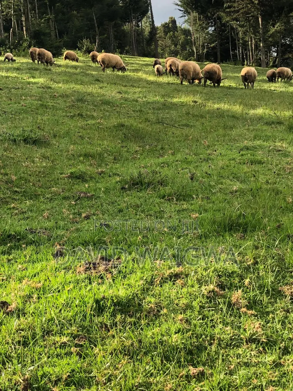 Hampshire Sheep for Breeding