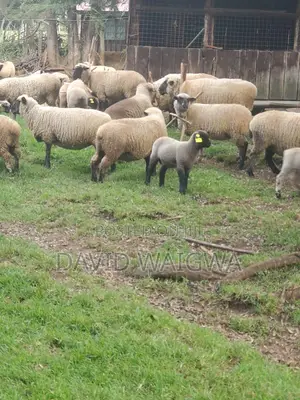 Hampshire Sheep for Breeding