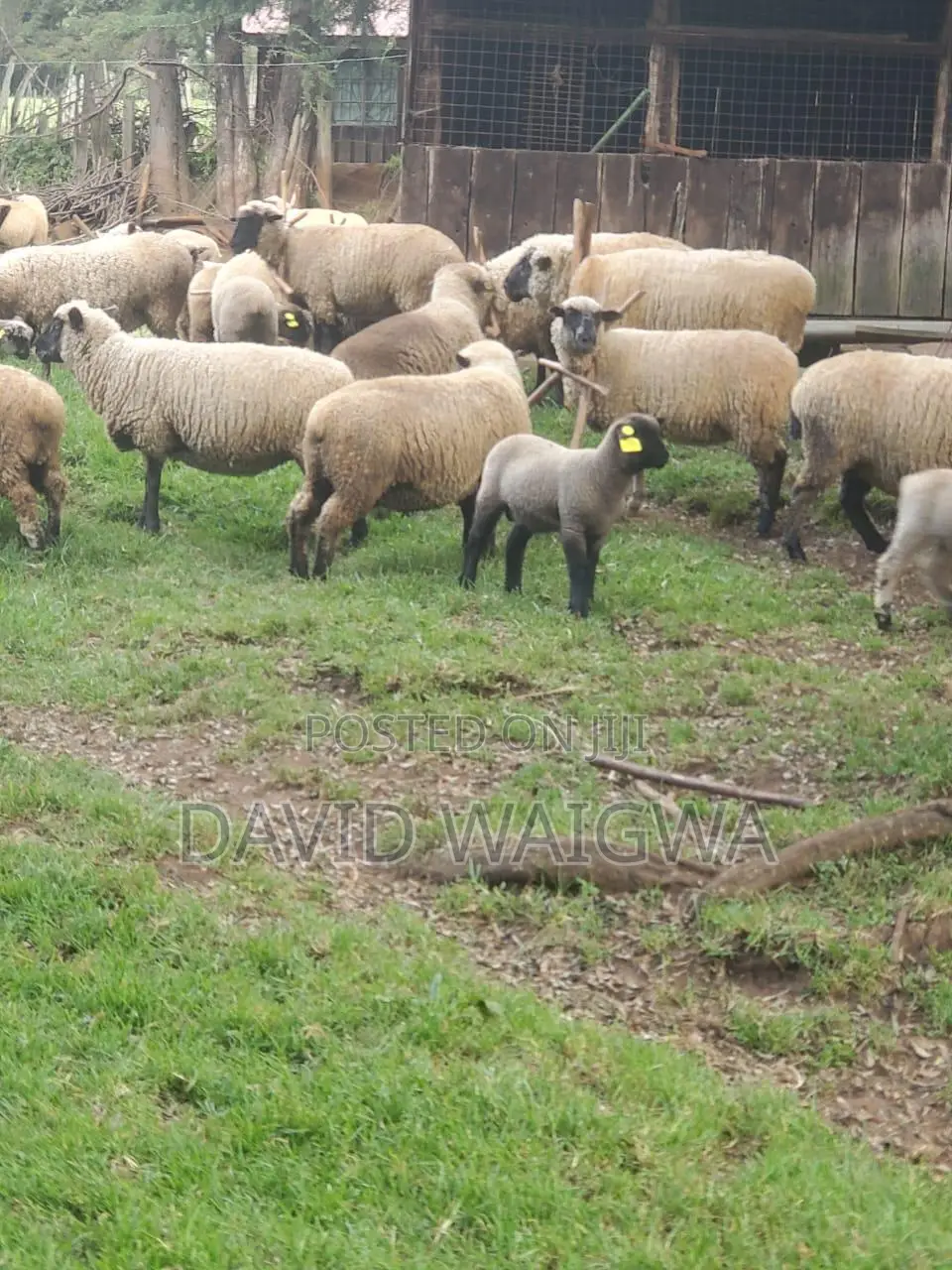 Hampshire Sheep for Breeding