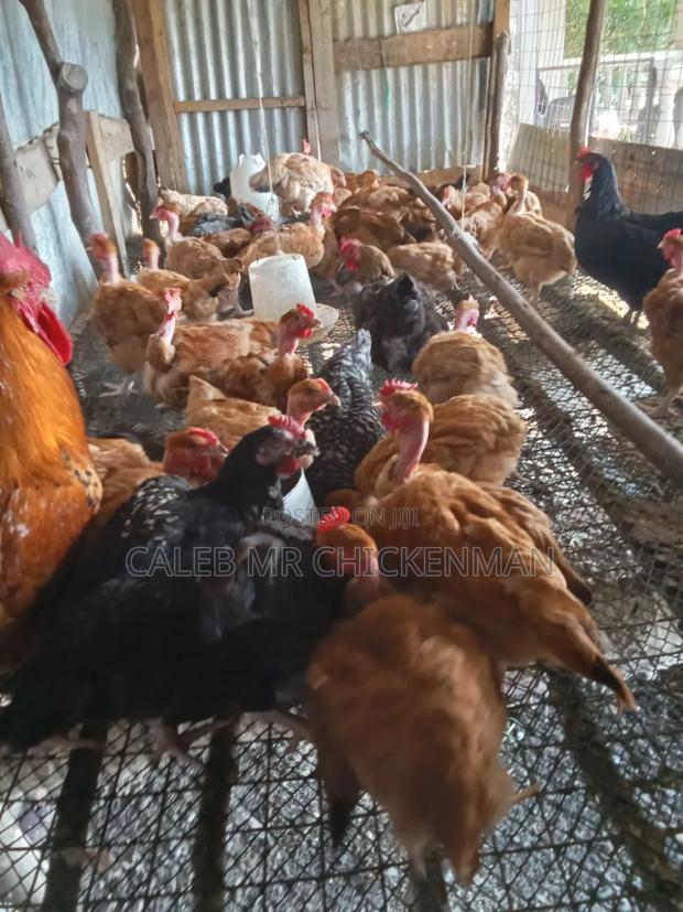 Day Old Chicks - main view