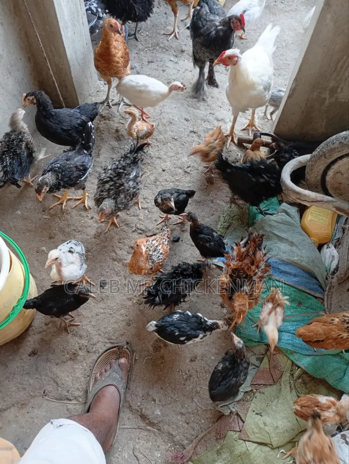 Day Old Chicks